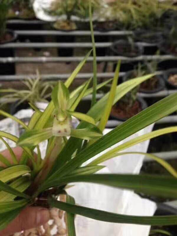 精品兰花春兰高级线艺中透艺轶父锦室内浓香花卉植物兰花苗盆栽