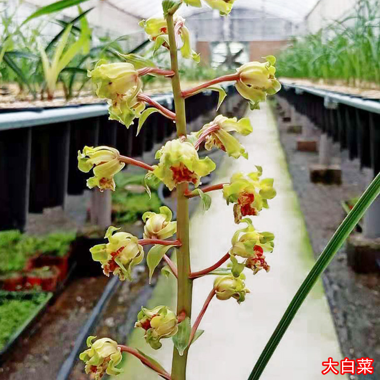大白菜惠兰 兰花盆栽植物 名贵品种高端特级兰花苗