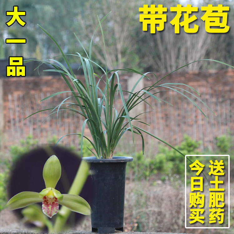 绿植盆栽春季兰花