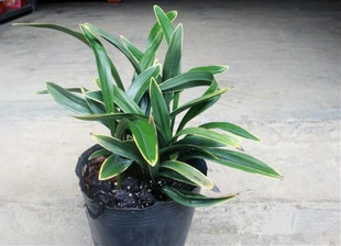 清仓价兰花四季 矮种 漂亮禅月达摩 浓香