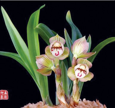 清仓价 兰花 云南老种绿植 春兰 矮种 姜氏荷 兰花 浓香型