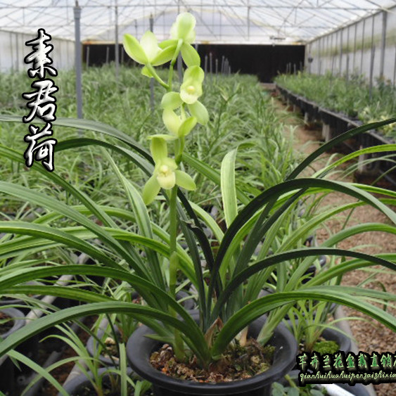 优等货正品 兰花苗 素君荷 建兰铭品 浓香易养活 君荷 夏皇梅