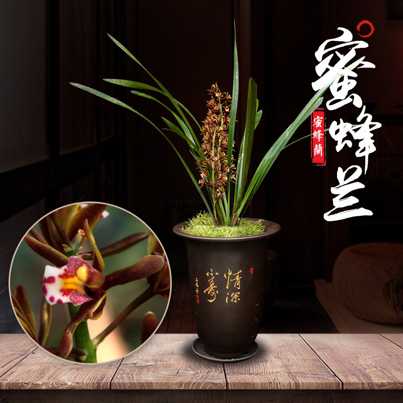 建兰四季蜜蜂兰分子串兰花植物室内盆栽多花好养兰草绿植