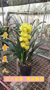 世界上特香兰花四季开花黄金美人高大尚室内植物盆栽绿植花卉花苗