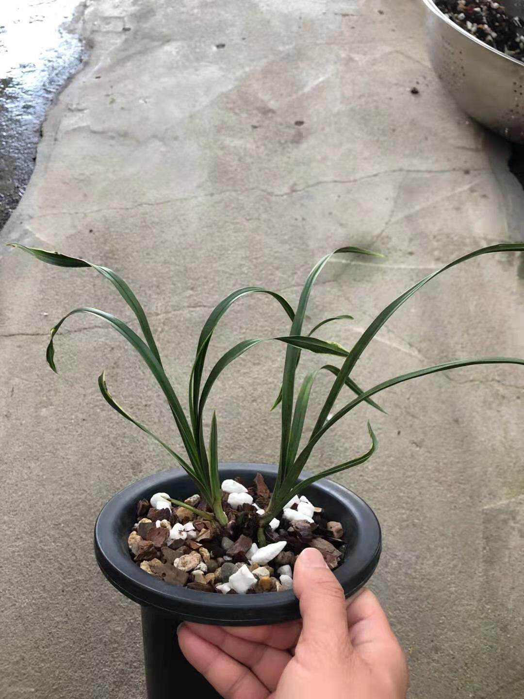 自然老种奇叶水晶蕙兰水晶艺带水晶眼数量稀少高档花卉盆栽植物