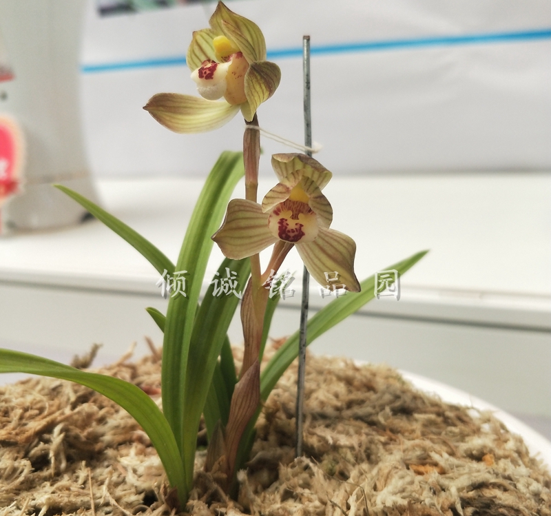 花期带花苞兰花苗 春剑矮种 绿植盆栽花卉 春剑矮荷120/苗