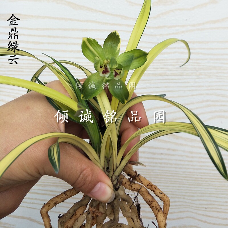 兰花苗 春兰中透后明艺草 花艺双全 新品 金鼎绿云 80/苗