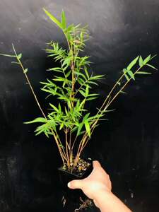 世界上超靓超美红观音竹刚毅妩媚清雅养眼室内绿植盆栽禅意盆景