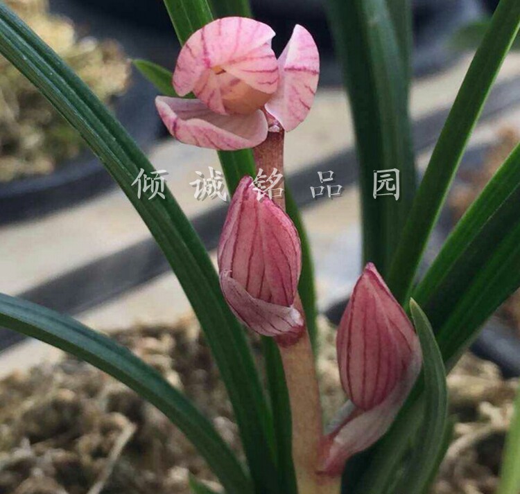 兰花苗 莲瓣兰铭品 (童面玲珑)450/苗