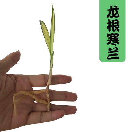 兰花寒兰春剑春兰建兰龙根苗 龙根中透室内花卉绿植盆栽不带花苞