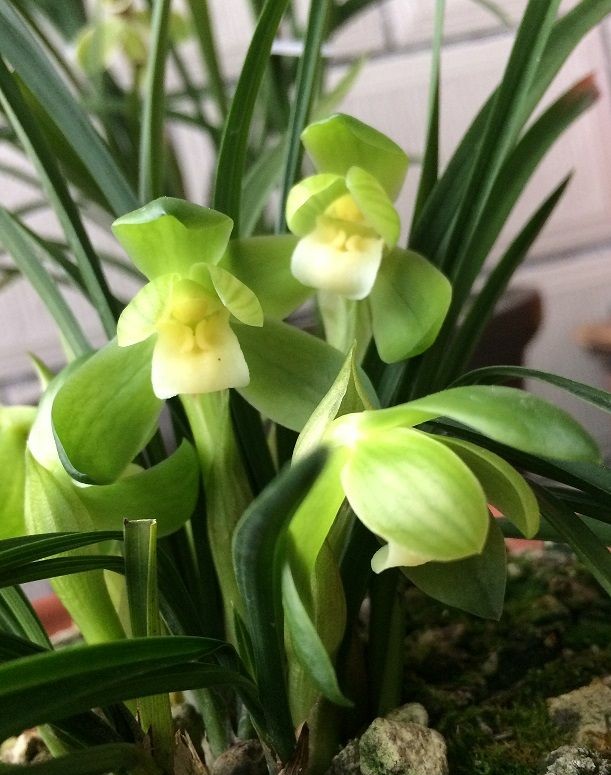 浙江自然老种兰花苗 春兰【杨氏素荷】浓香绿植花卉园艺盆景