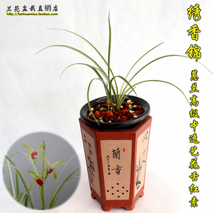 原图原棵2苗1芽 绣香锦 蕙兰斑缟艺草 叶带高级中透艺兰花苗