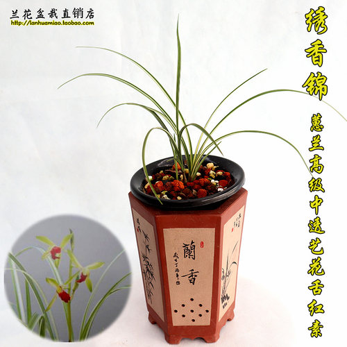 原图原棵2苗1芽 绣香锦 蕙兰斑缟艺草 叶带高级中透艺兰花苗