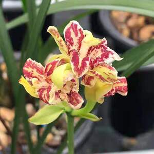 客厅盆栽植物名贵南靖兰花