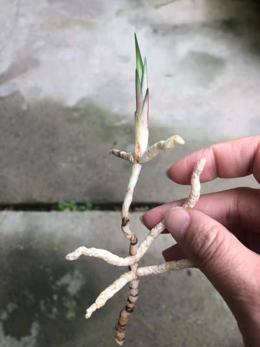 绿植盆栽观叶花卉