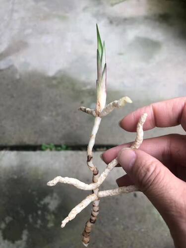绿植盆栽观叶花卉