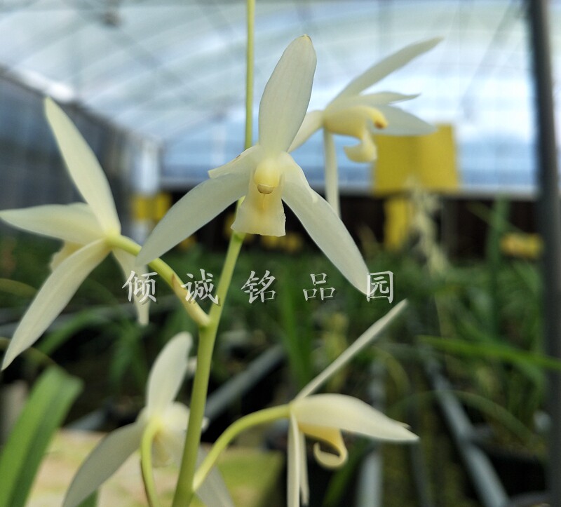 兰花苗 建兰四季兰 花期带花苞 雪白花 漓江雪800/苗