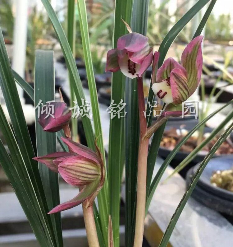 精品兰花春剑边草线艺室内盆栽兰花苗青城双绝室内盆栽植物