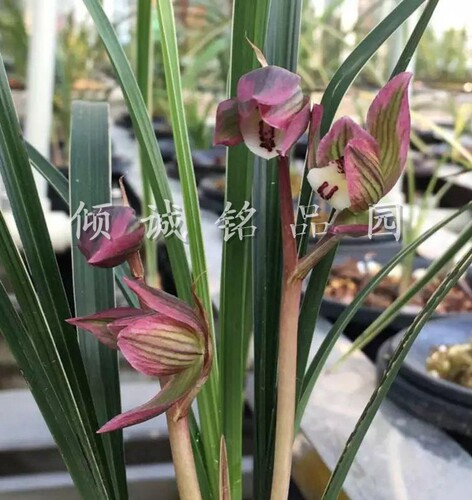 精品兰花春剑边草线艺室内盆栽兰花苗青城双绝室内盆栽植物