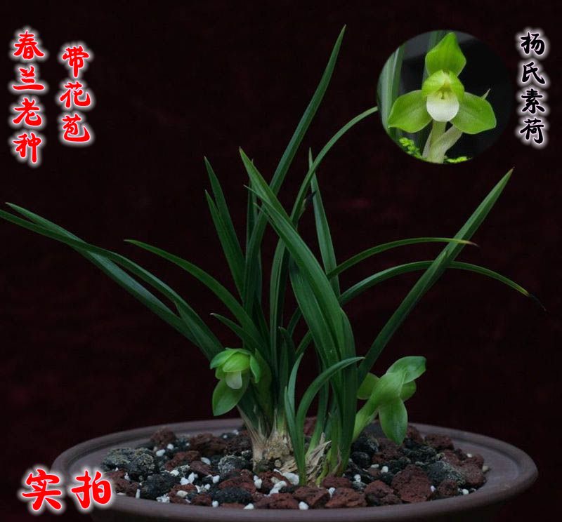 花期带花苞兰花 春兰老种(杨氏素荷)60/苗