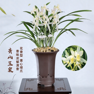 建兰青山玉泉红娘玉如娇朝阳三星蝶 奇花室内盆栽绿植夏秋带花苞