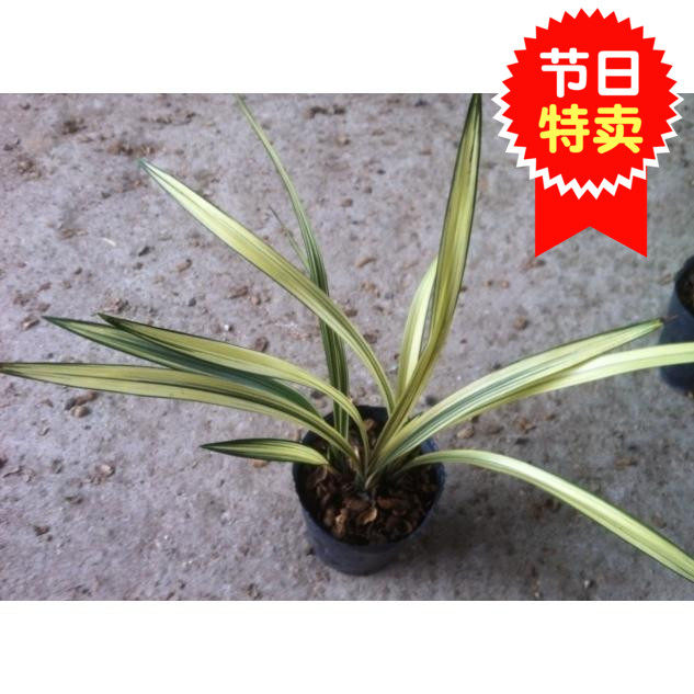 兰花苗促销 冬季带花苞兰花墨兰线艺  万代福 特价279元/苗 包活