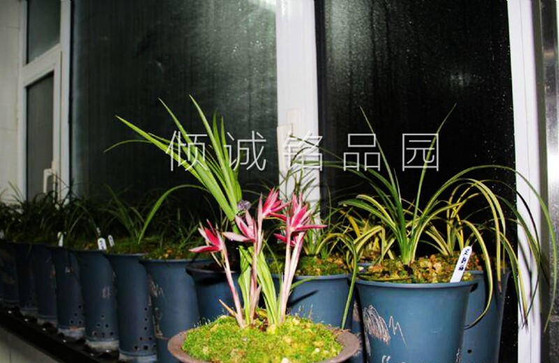 花期带花苞兰花苗 春兰 古蔺红牡丹 350/苗