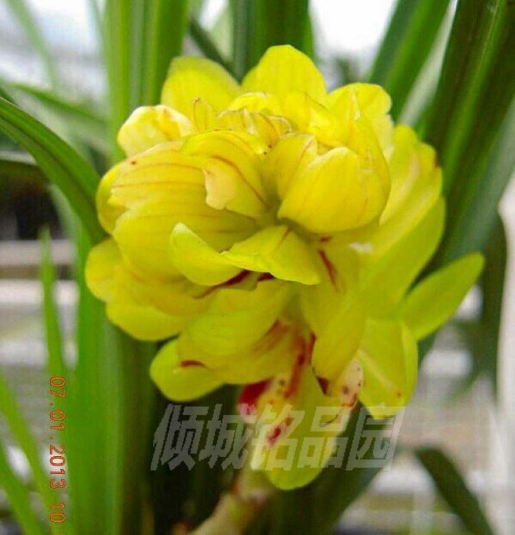 兰花苗 花期带花苞 春兰大花朵 奇花牡丹(黄荷牡丹)80/苗