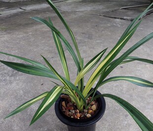 清仓价兰花墨兰线艺 黄金养老 特价促销 免邮