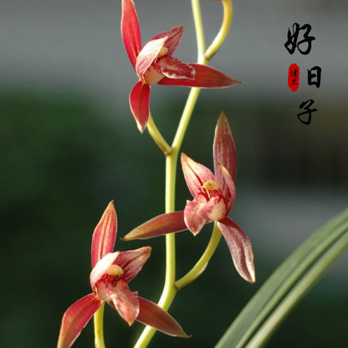 真品兰花苗 好日子 建兰喜庆红花庭院阳台绿色植物浓香型花卉包邮
