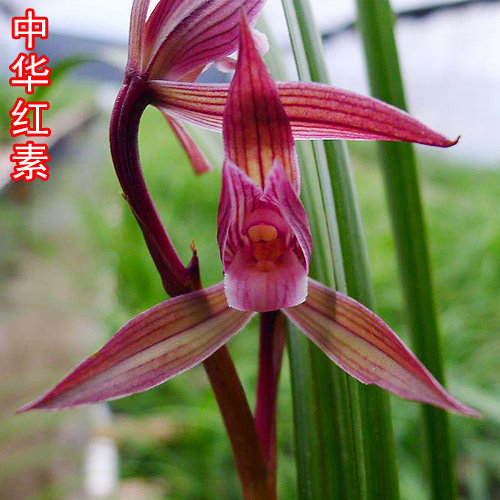 包邮 兰花苗客厅花卉阳台盆栽浓香老种兰花 春剑【中华红素】