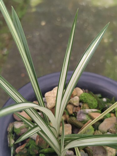 精品兰花矮种春兰瓷白中透～变色龙～浓香花卉室内绿植小盆栽