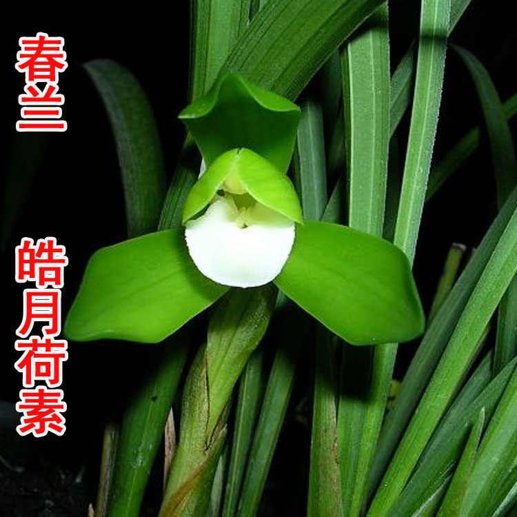 矮种易养活盆栽兰花
