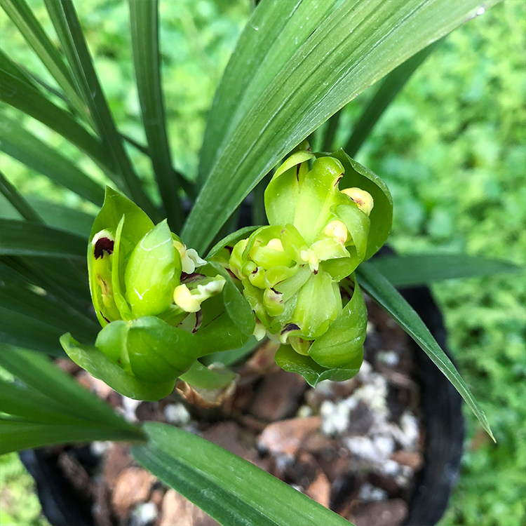 兰花苗 九仙牡丹 春兰铭品多瓣奇花浓香型矮种春季带花苞绿植盆栽