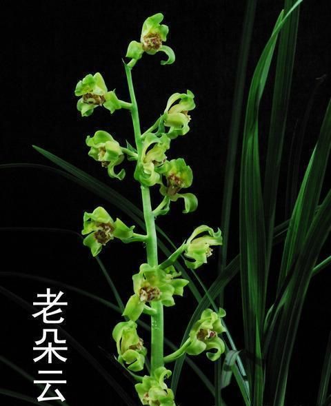 客厅阳台兰花绿植盆栽