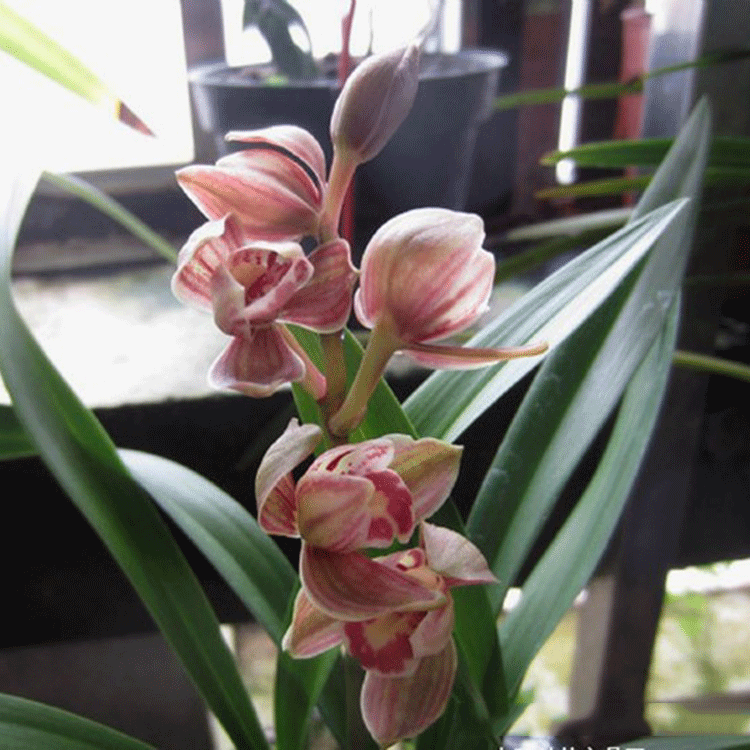 绿植浓香型兰花苗