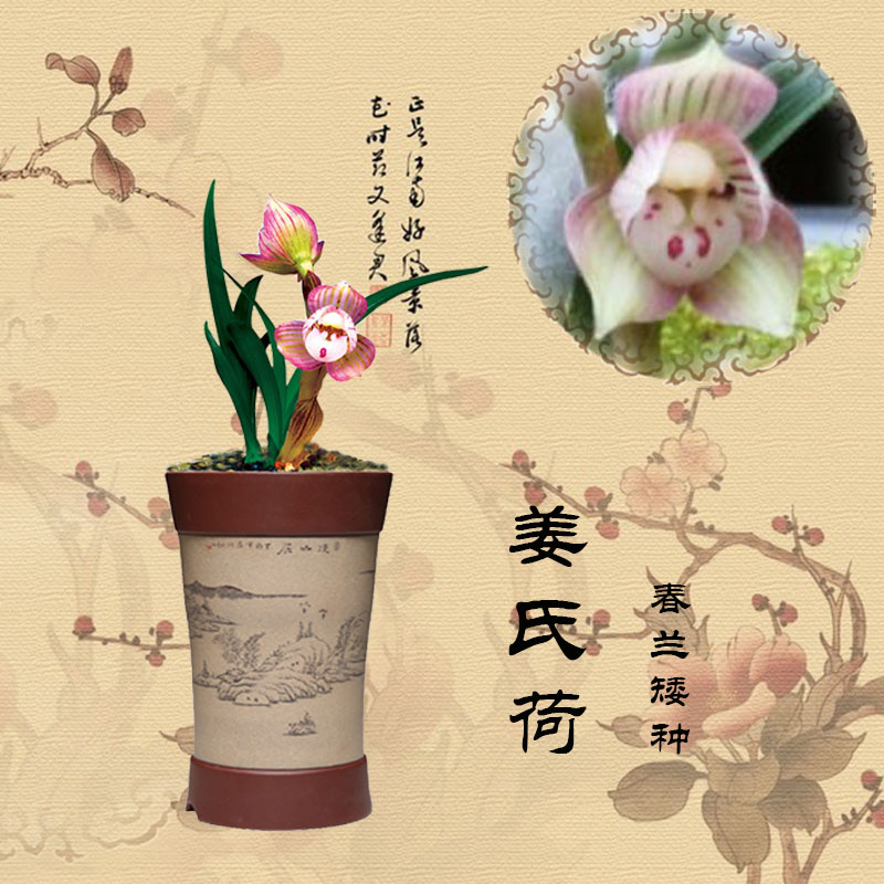 包邮 兰花苗客厅花卉阳台盆栽浓香老种兰花 春兰【姜氏荷】