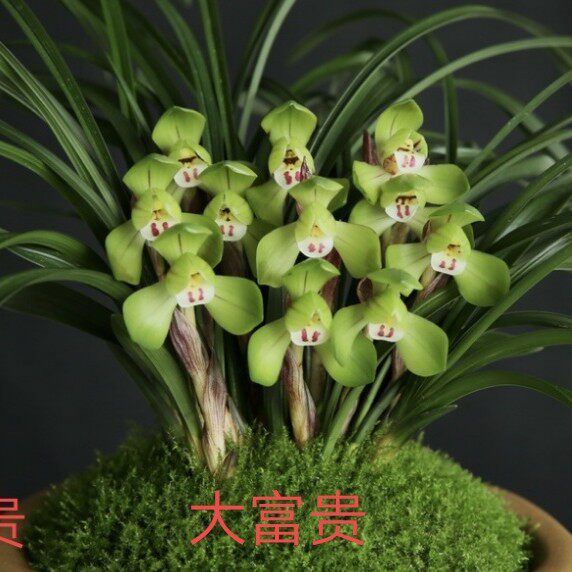 兰花苗春兰草新大富贵春季带花苞室内四季兰草绿植盆栽花卉植物
