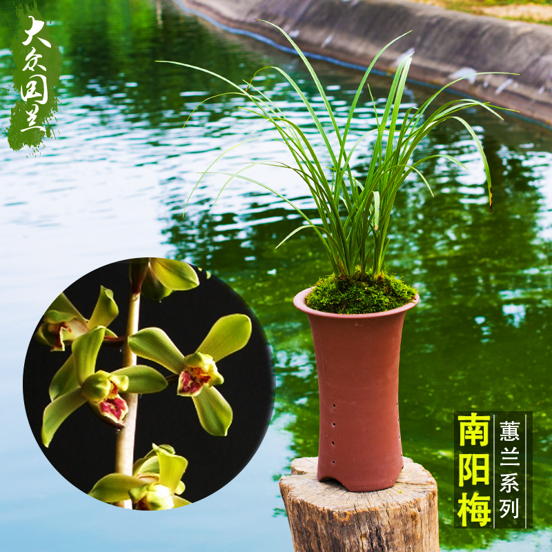 惠兰名品绿花梅瓣兰花苗/南阳梅/浓香出架不带花苞秘藏品名花室内
