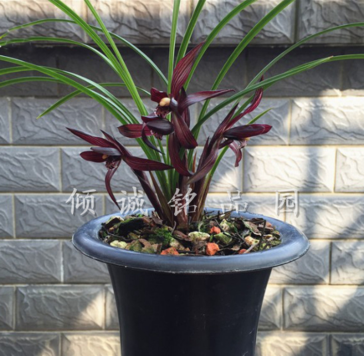 花期带花苞兰花苗 春兰铭品老种 （板桥遗墨）300/苗