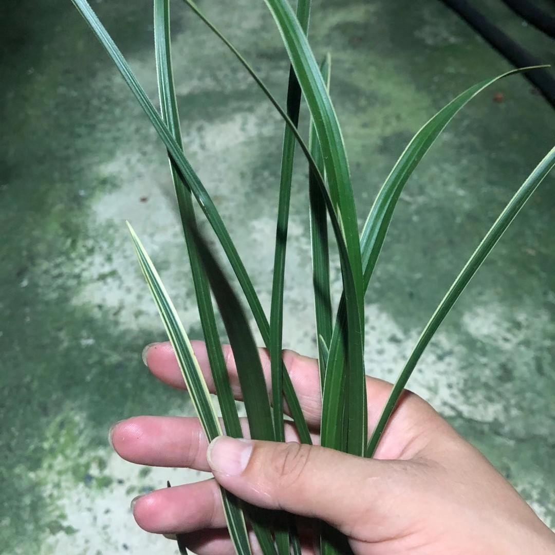 蕙兰进化花卉自然好养绿植盆栽