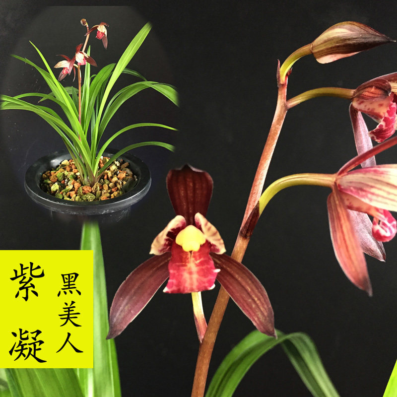 兰花建兰四季兰紫红色花黑美人紫凝夏季带花苞浓香绿植室内免邮