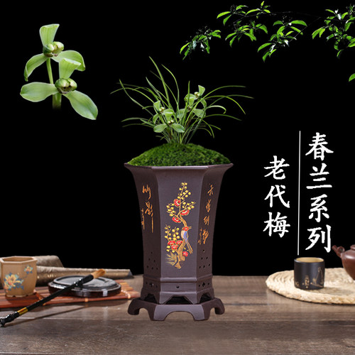 盆栽植物好养客厅名贵兰花苗