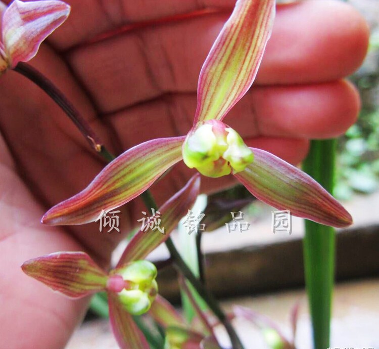 兰花 寒兰细叶 （彩梅）200/苗