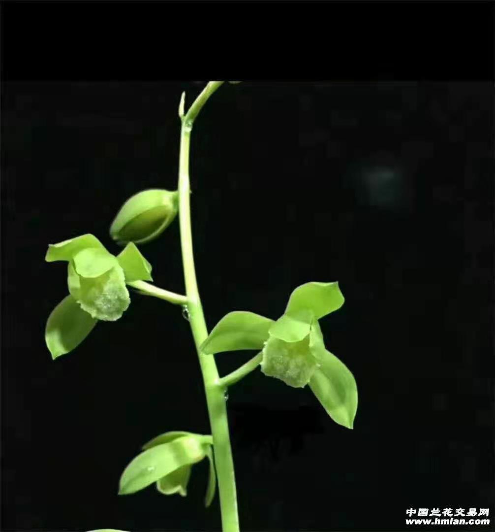 世界上超香兰花蕙兰荷型绿苔素空谷足音绿植盆栽花卉趣味满屋飘香
