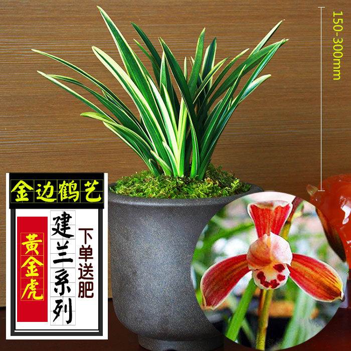 送肥兰花苗金边矮种苗【黄金虎】四季兰建兰金边鹤艺花卉