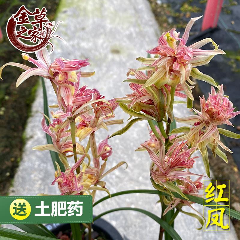 兰花苗 红凤 寒兰铭品红奇花牡丹粉斑艺进化艺农场花卉冬季带花苞