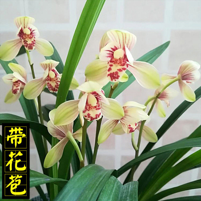 清仓价建兰君荷兰花苗浓香四季兰名贵室内桌面绿植盆栽