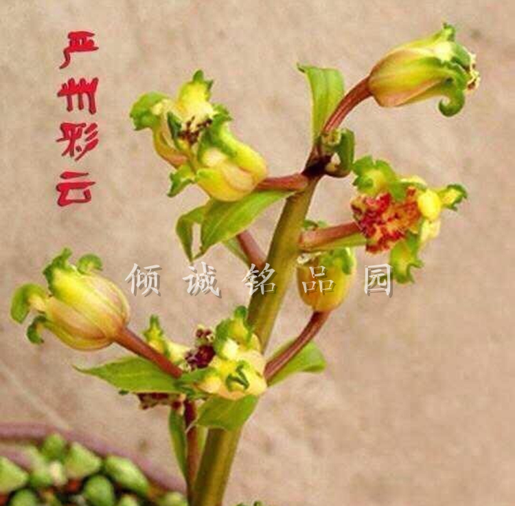 兰花苗 蕙兰 花期带浓香花苞 盆栽 严州彩云