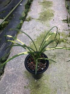 清仓价正品蕙兰虎斑黄海云龙易养植易来芽盆栽 兰花高档 免邮
